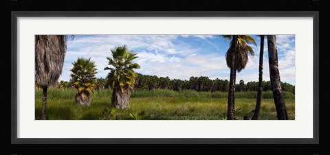 Framed Grove of Mexican fan palm trees near Las Palmas Beach, Todos Santos, Baja California Sur, Mexico Print