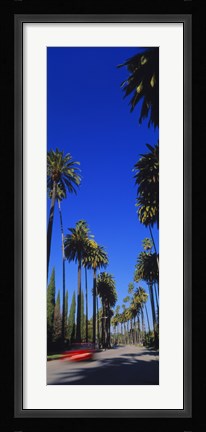 Framed Palm trees along a road, Beverly Hills, Los Angeles County, California, USA Print