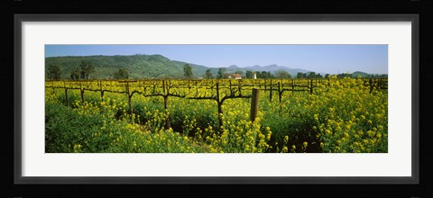 Framed Wild mustard in a vineyard, Napa Valley, California Print