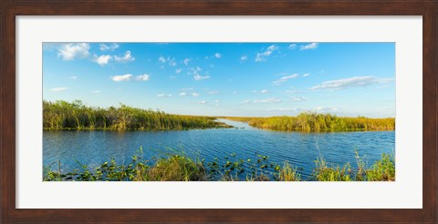 Framed Reed at riverside, Big Cypress Swamp National Preserve, Florida, USA Print