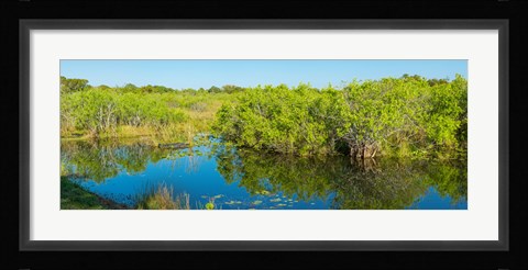 Framed Reflection of trees in a lake, Everglades National Park, Florida Print
