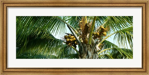 Framed Coconuts on a palm tree, Varadero, Matanzas Province, Cuba Print