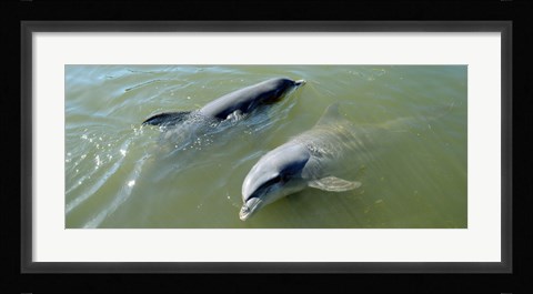 Framed Dolphins in the sea, Varadero, Matanzas Province, Cuba Print