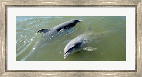 Framed Dolphins in the sea, Varadero, Matanzas Province, Cuba Print