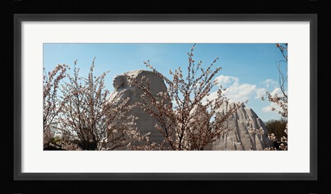 Framed Cherry trees in front of a memorial, Martin Luther King Jr. National Memorial, Washington DC, USA Print