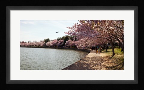 Framed Cherry Blossom trees at Tidal Basin, Washington DC, USA Print