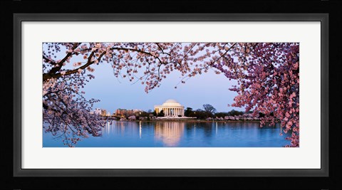 Framed Cherry Blossom tree with a memorial in the background, Jefferson Memorial, Washington DC, USA Print