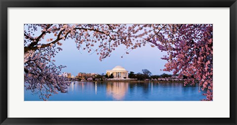 Framed Cherry Blossom tree with a memorial in the background, Jefferson Memorial, Washington DC, USA Print