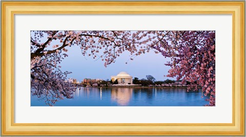 Framed Cherry Blossom tree with a memorial in the background, Jefferson Memorial, Washington DC, USA Print