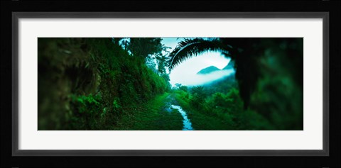 Framed Trail through a rainforest, Cayo District, Belize Print