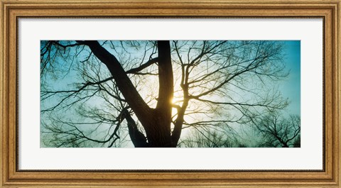Framed Sunlight shining through a bare tree, Prospect Park, Brooklyn, Manhattan, New York City, New York State, USA Print