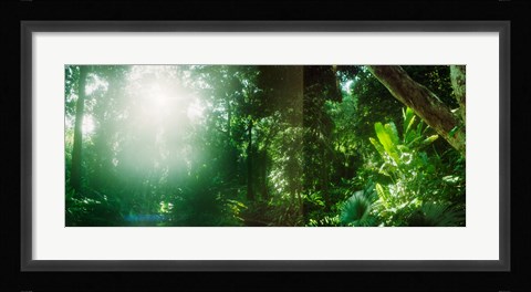 Framed Sunbeams shining through trees in a forest, Parque Lage, Jardim Botanico, Corcovado, Rio de Janeiro, Brazil Print