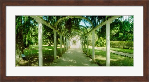 Framed Pathway in a botanical garden, Jardim Botanico, Zona Sul, Rio de Janeiro, Brazil Print
