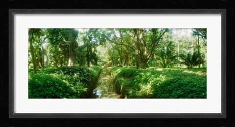Framed Trees in a botanical garden, Jardim Botanico, Zona Sul, Rio de Janeiro, Brazil Print