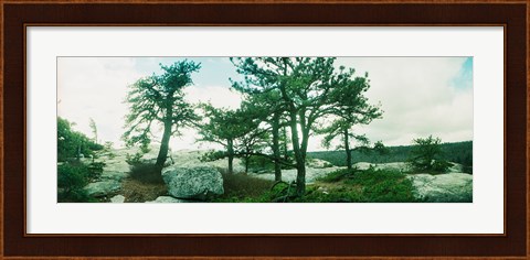 Framed Close up of trees, Gertrude&#39;s Nose, Minnewaska State Park, Catskill Mountains, New York State, USA Print