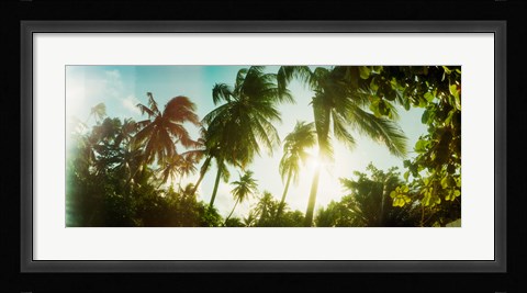 Framed Sunlight shining through the palm trees, Morro De Sao Paulo, Tinhare, Cairu, Bahia, Brazil Print