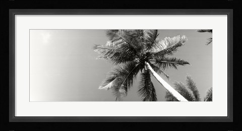 Framed Low angle view of palm trees, Morro De Sao Paulo, Tinhare, Cairu, Bahia, Brazil Print