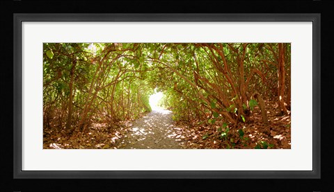 Framed Trees on the entrance of a beach, Delray Beach, Palm Beach County, Florida, USA Print