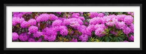 Framed Hydrangeas flowers, Union Township, Union County, New Jersey, USA Print