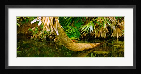 Framed Green Turtle (Chelonia mydas) in a pond, Boynton Beach, Florida, USA Print