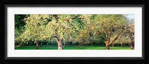 Framed Apple orchard, Quebec, Canada Print