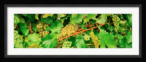 Framed Ripe green grapes on the vine, Quebec, Canada Print