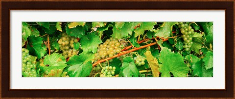 Framed Ripe green grapes on the vine, Quebec, Canada Print