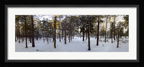 Framed Forest in winter, Quebec, Canada Print