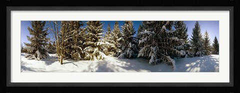Framed Snow covered pine trees, Quebec, Canada Print