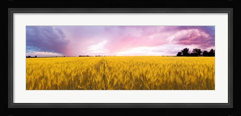 Framed Wheat crop in a field, Saint-Blaise-sur-Richelieu, Quebec, Canada Print