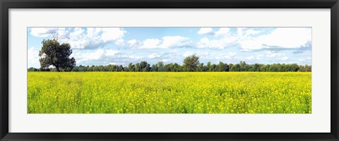 Framed Crop in a field, Saint-Blaise-sur-Richelieu, Quebec, Canada Print