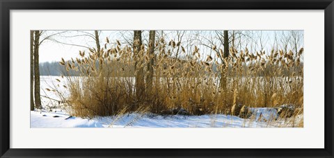 Framed Plants in a snow covered field, Saint-Blaise-sur-Richelieu, Quebec, Canada Print
