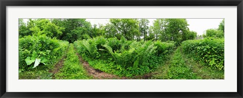 Framed Trees and plants in a forest, Saint-Jean-sur-Richelieu, Quebec, Canada Print