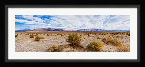Framed Bushes in a desert, Death Valley, Death Valley National Park, California, USA Print