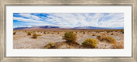 Framed Bushes in a desert, Death Valley, Death Valley National Park, California, USA Print