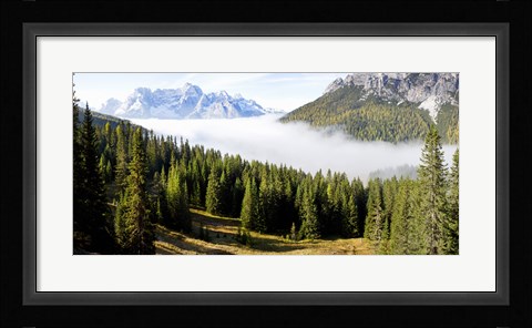 Framed Morning mist over trees in a forest, Lake Misurina, Dolomites, Belluno, Veneto, Italy Print