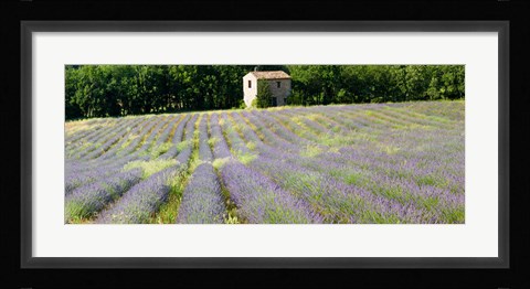 Framed Barn in the lavender field, Luberon, Provence, France Print