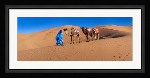 Framed Tuareg man leading camel train in desert, Erg Chebbi Dunes, Sahara Desert, Morocco Print