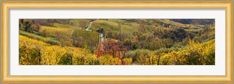 Framed High angle view of vineyards, Alba, Langhe, Cuneo Province, Piedmont, Italy Print