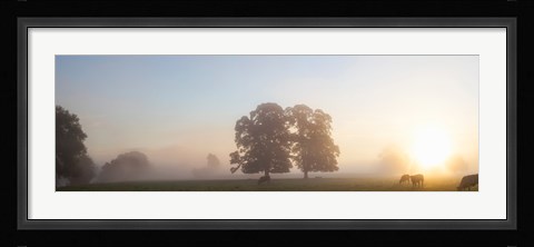 Framed Cattle grazing in field at misty sunrise, USK Valley, South Wales Print