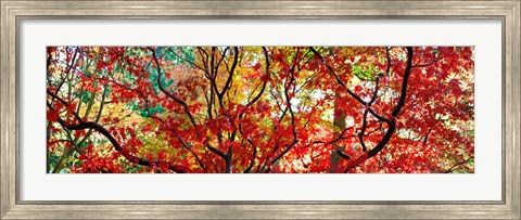Framed Sunlight Through Autumn leaves, Gloucestershire, England Print