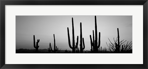 Framed Black and White Silhouette of Saguaro cacti, Saguaro National Park, Arizona Print