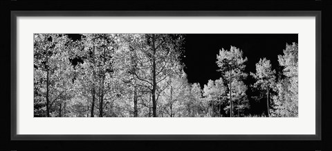 Framed Aspen trees with foliage in black and white, Colorado, USA Print