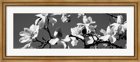 Framed Asian Magnolia Blossoms CA Print