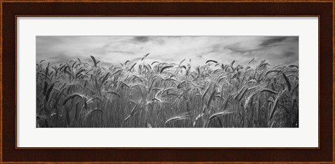 Framed Wheat crop growing in a field, Palouse Country, Washington State (black and white) Print