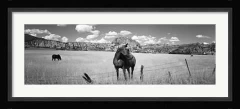 Framed Horses Grazing at Kolob Reservoir, Utah (black &amp; white) Print