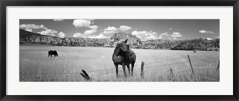 Framed Horses Grazing at Kolob Reservoir, Utah (black &amp; white) Print
