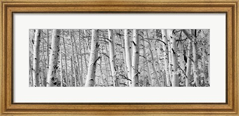 Framed Aspen trees in Winter, Rock Creek Lake, California Print