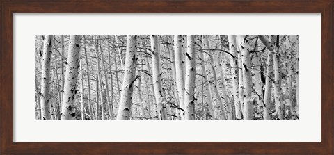 Framed Aspen trees in Winter, Rock Creek Lake, California Print