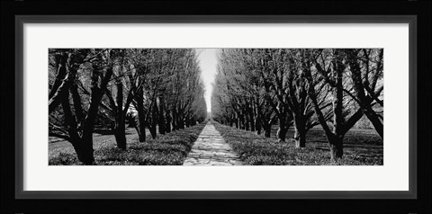 Framed Trees along a walkway in black and white, Niagara Falls, Ontario, Canada Print
